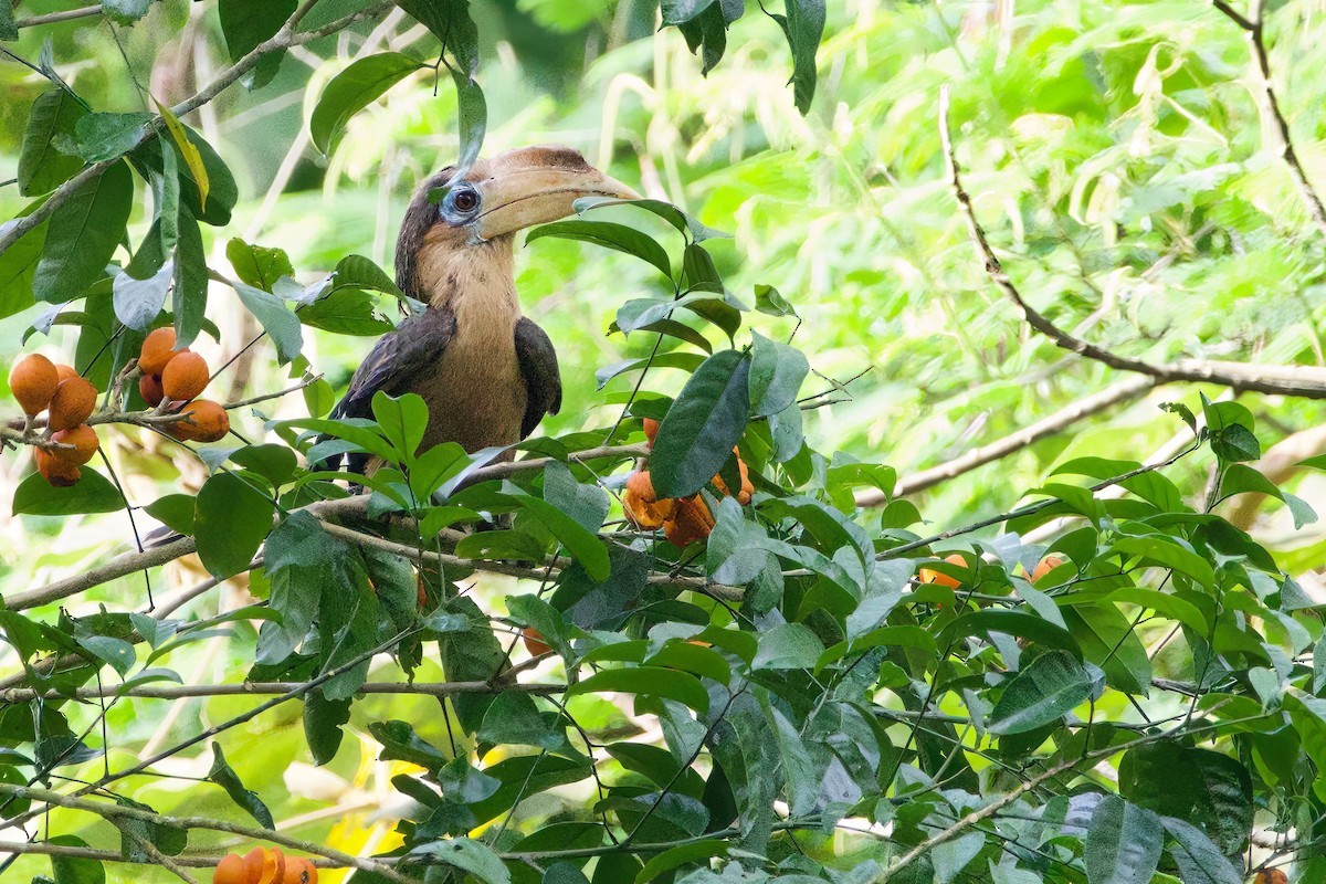 Rusty-cheeked Hornbill - ML635681585