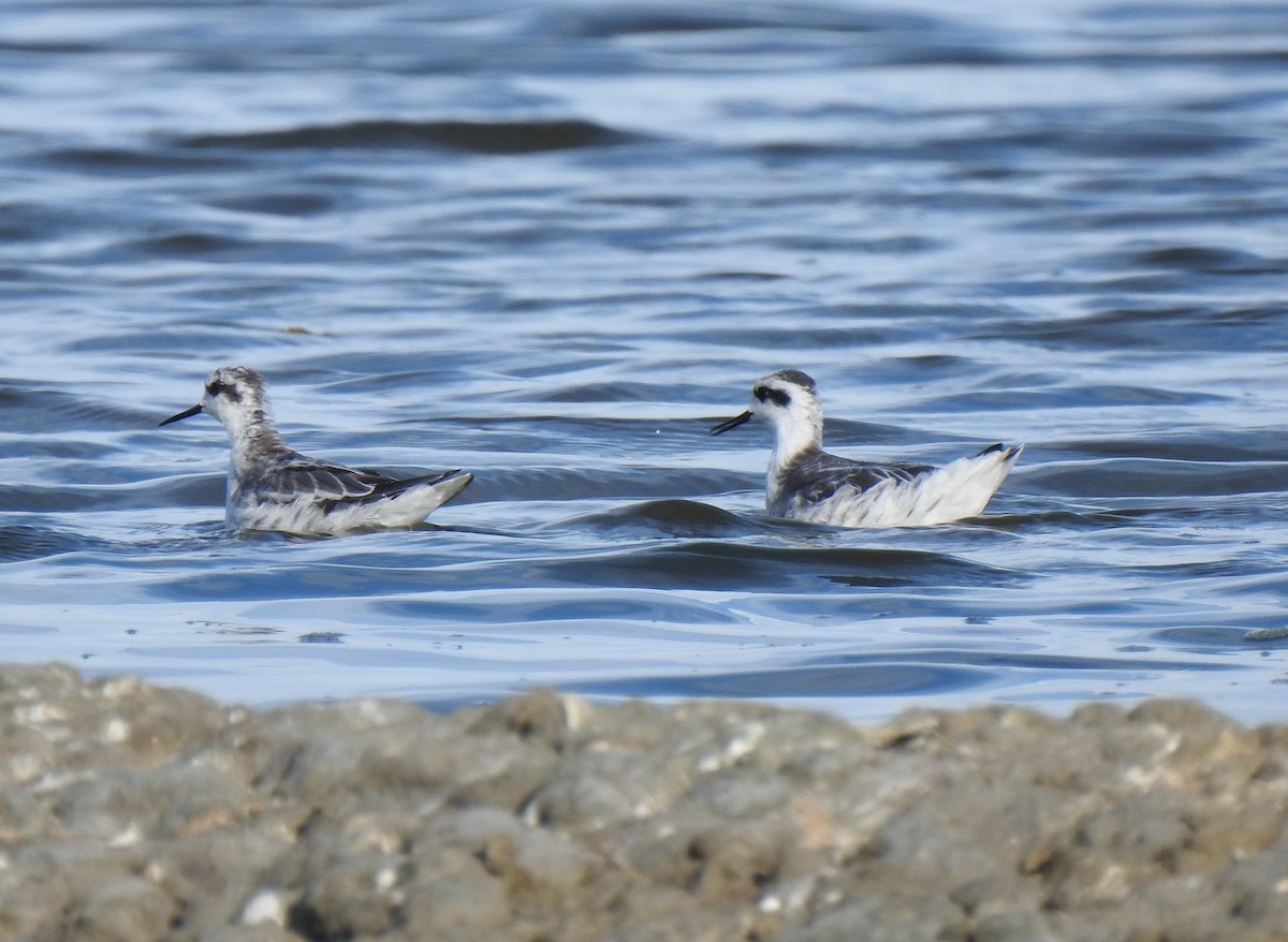 Phalarope à bec étroit - ML635681587