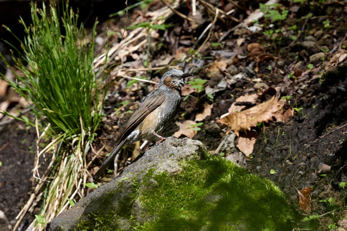 Bulbul à oreillons bruns - ML635681598
