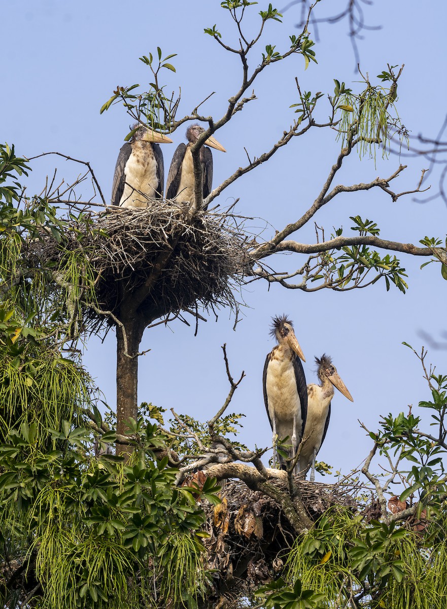 Greater Adjutant - ML635681858