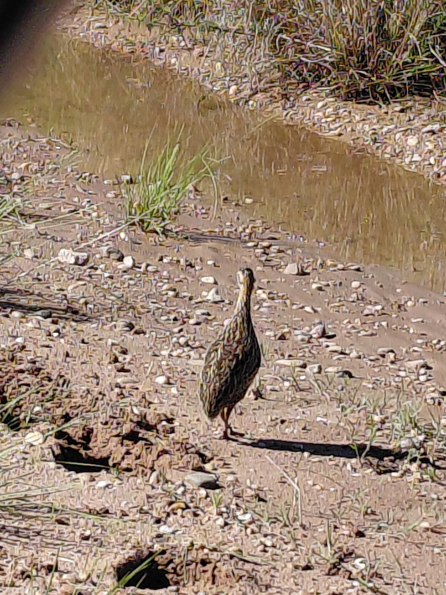 Spotted Nothura - ML635681903