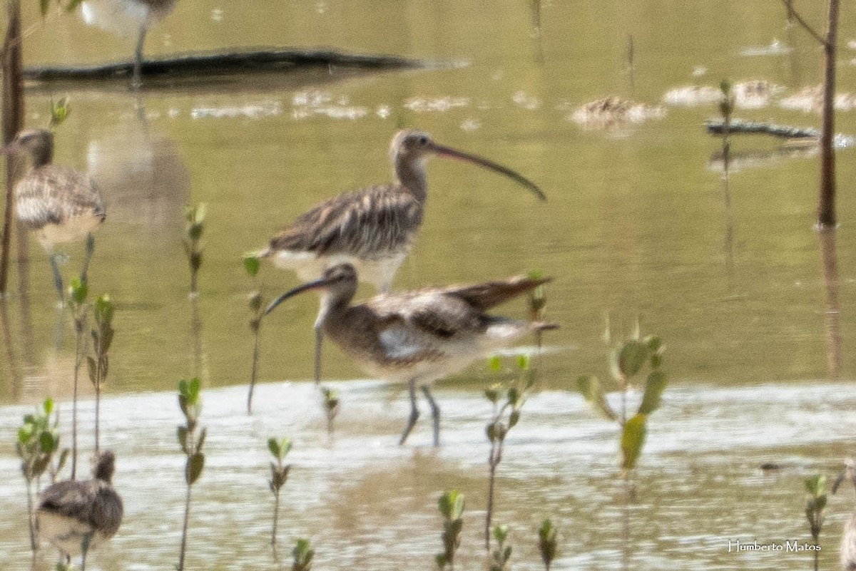 Eurasian Curlew - ML635681932