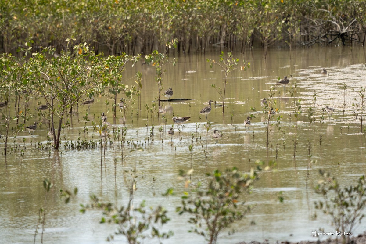 Eurasian Curlew - ML635681933