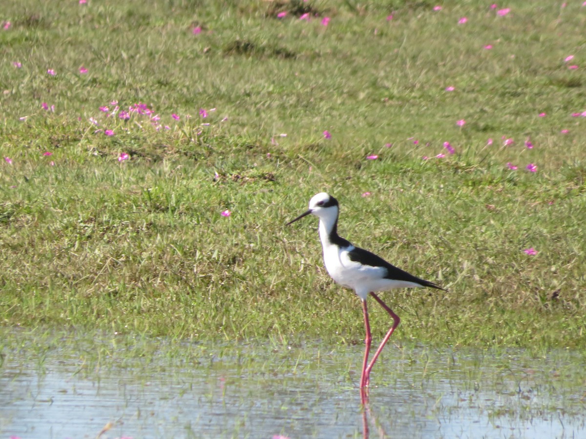 Black-necked Stilt - ML635681951