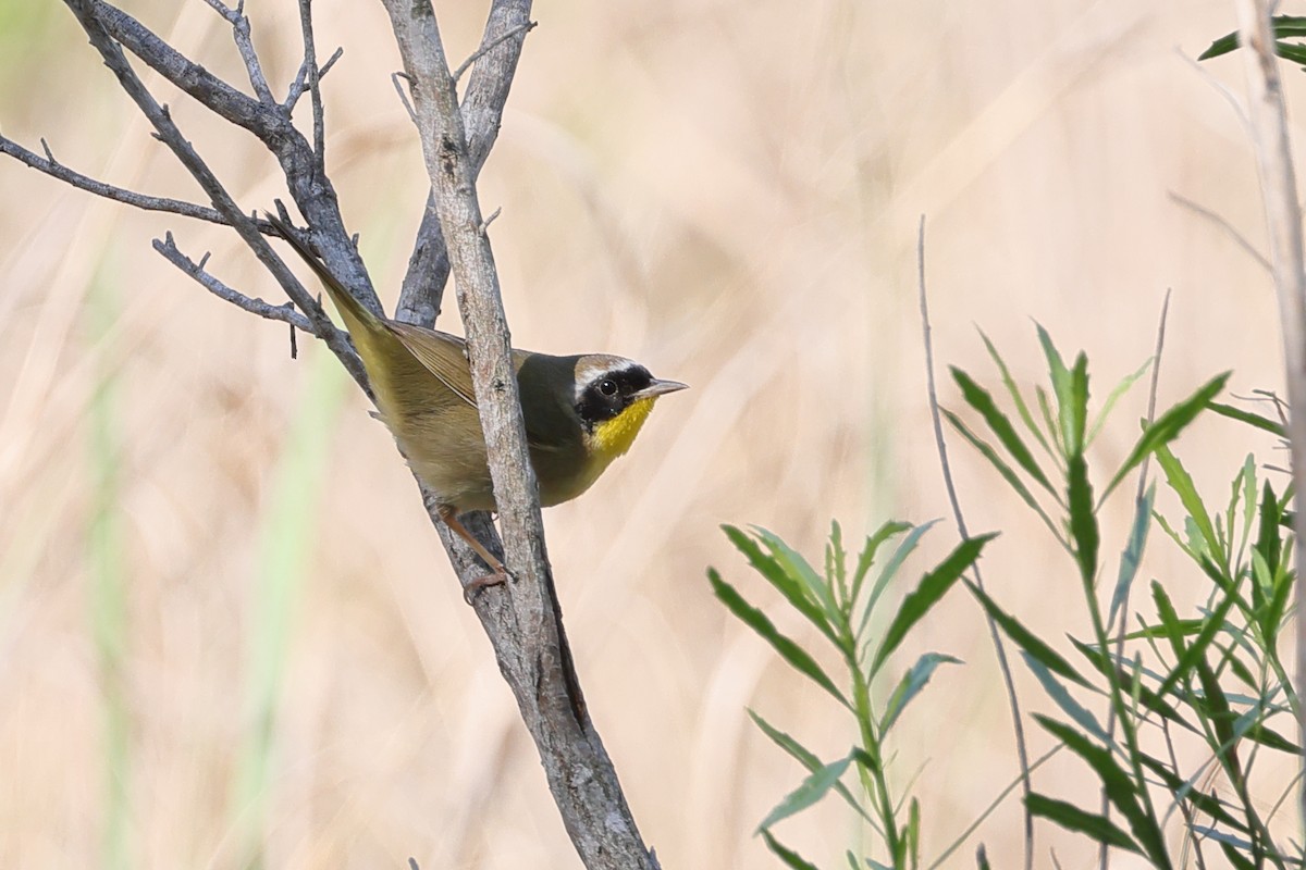 Common Yellowthroat - ML635681978