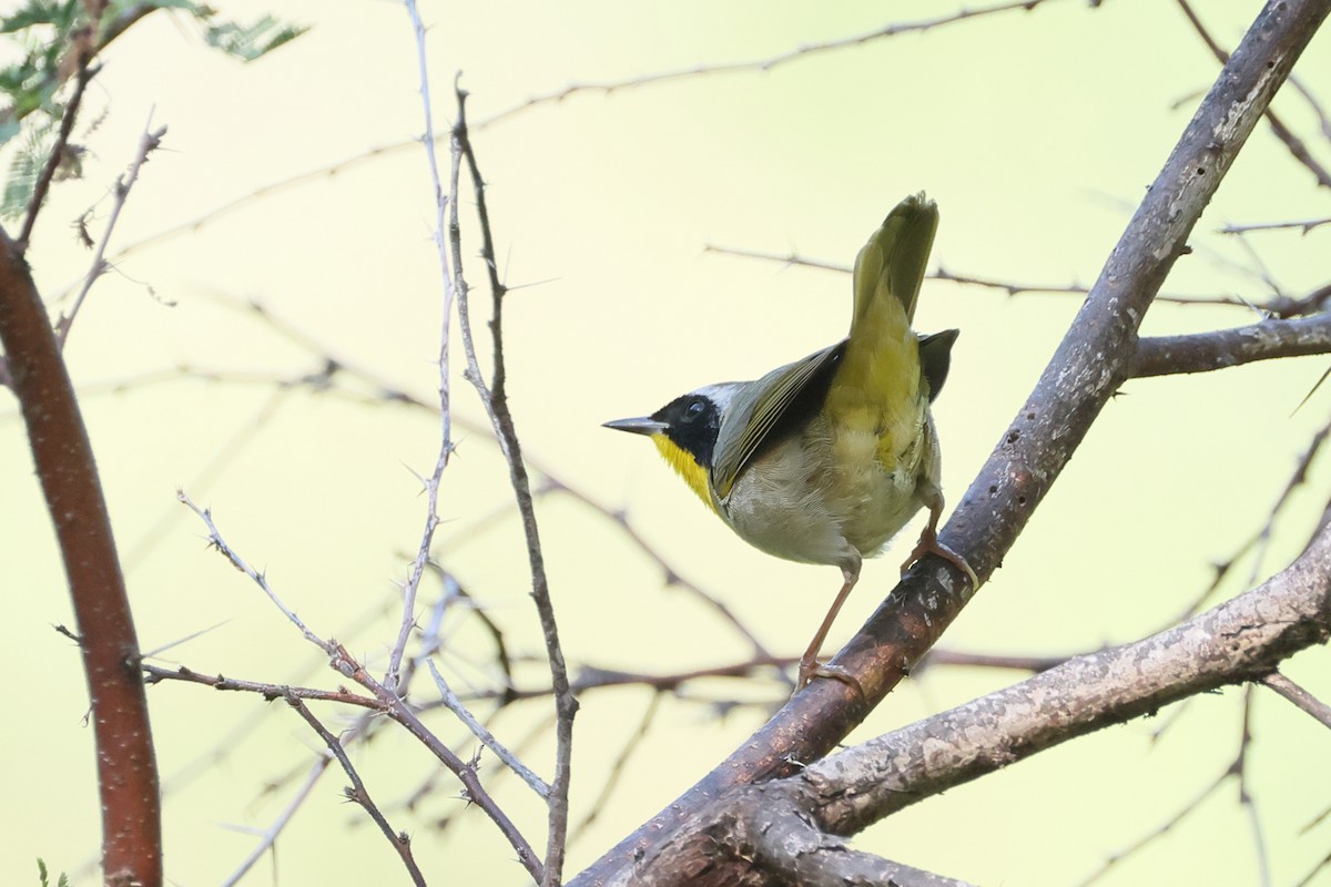 Common Yellowthroat - ML635681984