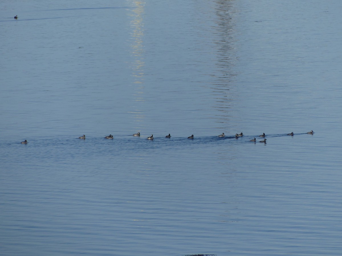 Bufflehead - ML635681997
