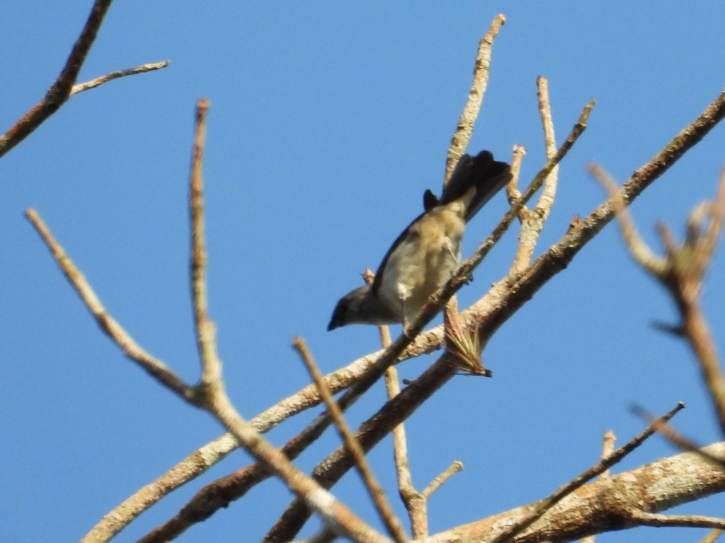 Plain-colored Tanager - ML635681999