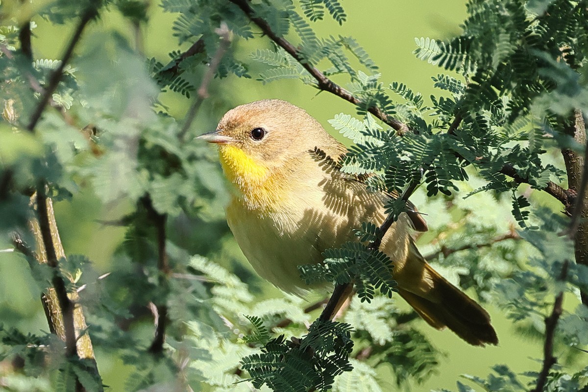 Common Yellowthroat - ML635682000