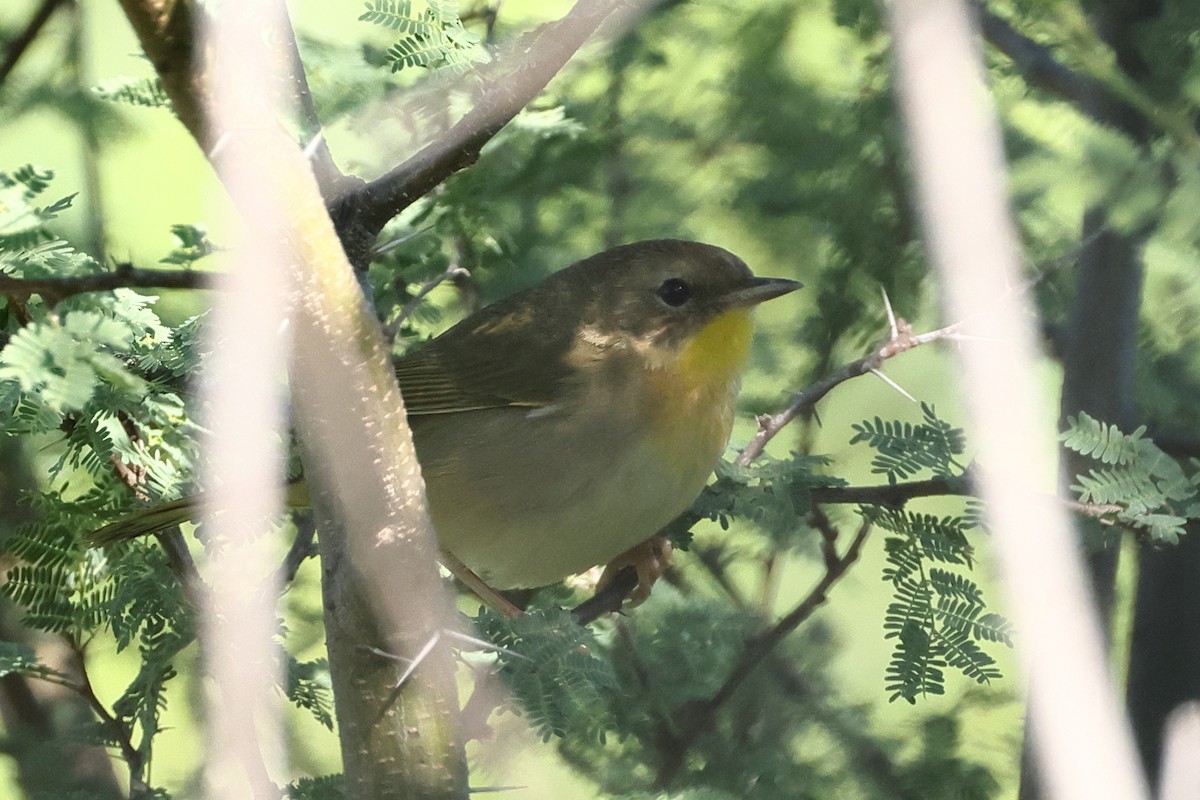 Common Yellowthroat - ML635682003