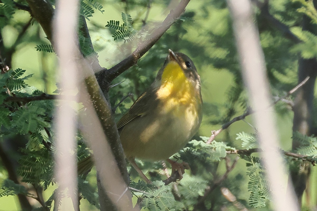 Common Yellowthroat - ML635682004