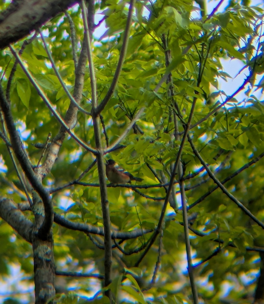 Bay-breasted Warbler - ML635682029