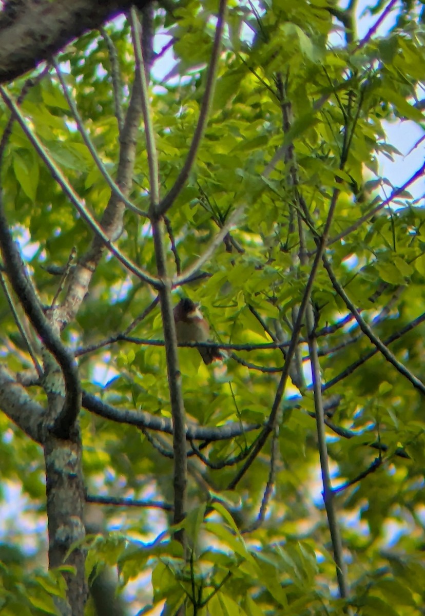 Bay-breasted Warbler - ML635682030