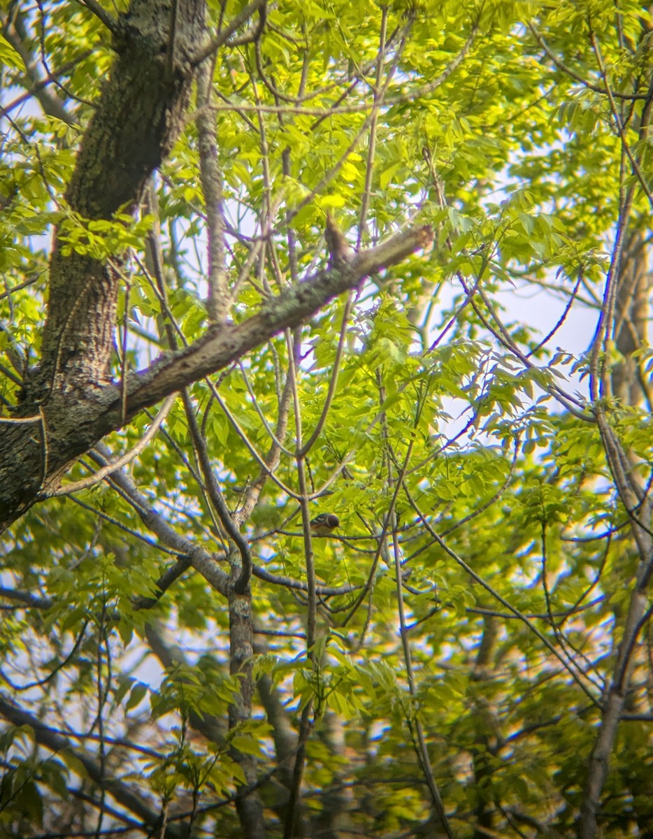 Bay-breasted Warbler - ML635682031