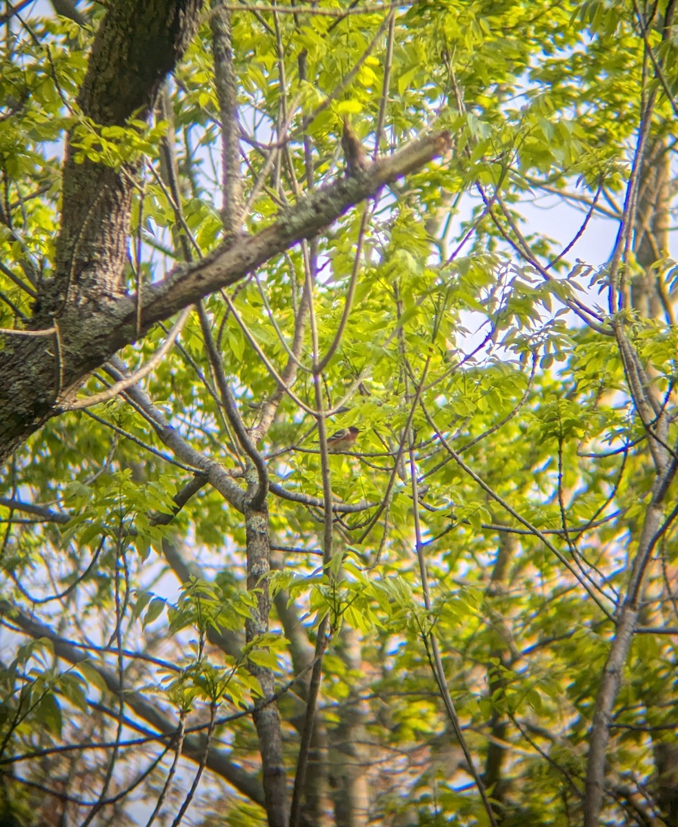 Bay-breasted Warbler - ML635682032