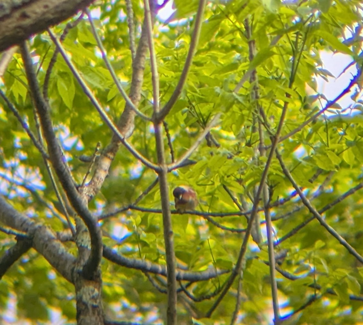 Bay-breasted Warbler - ML635682033