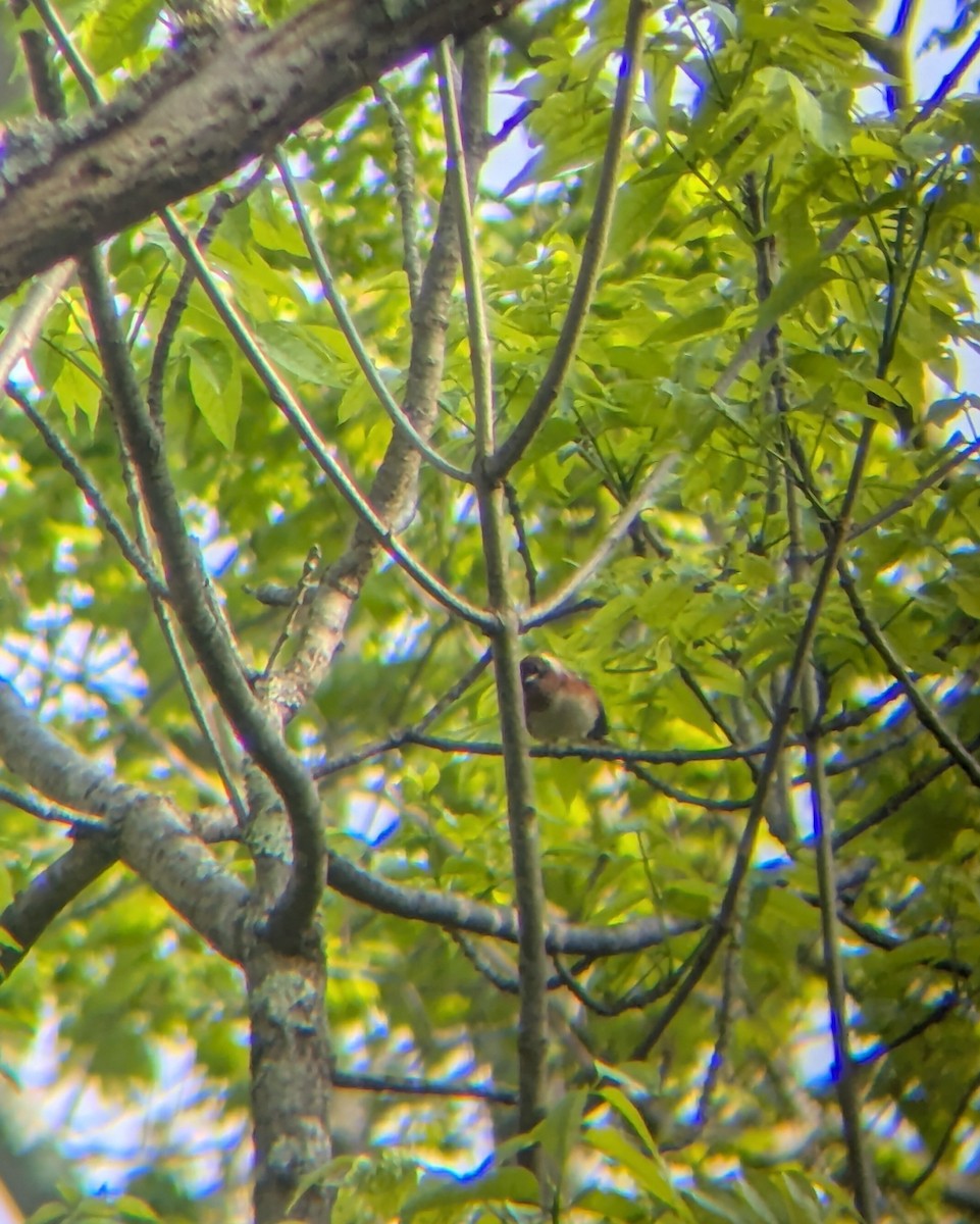 Bay-breasted Warbler - ML635682034