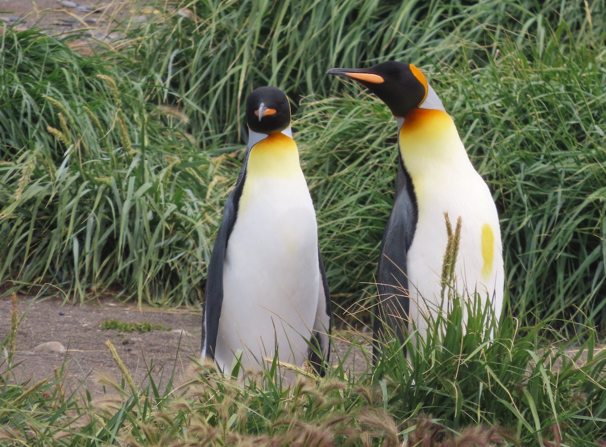 King Penguin - ML635682259