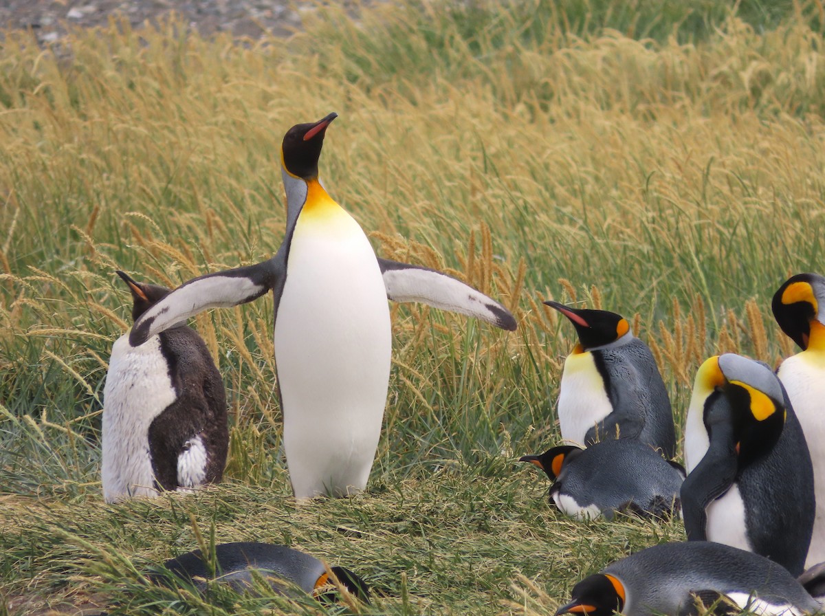 King Penguin - ML635682260