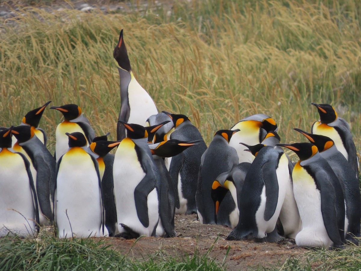 King Penguin - ML635682261