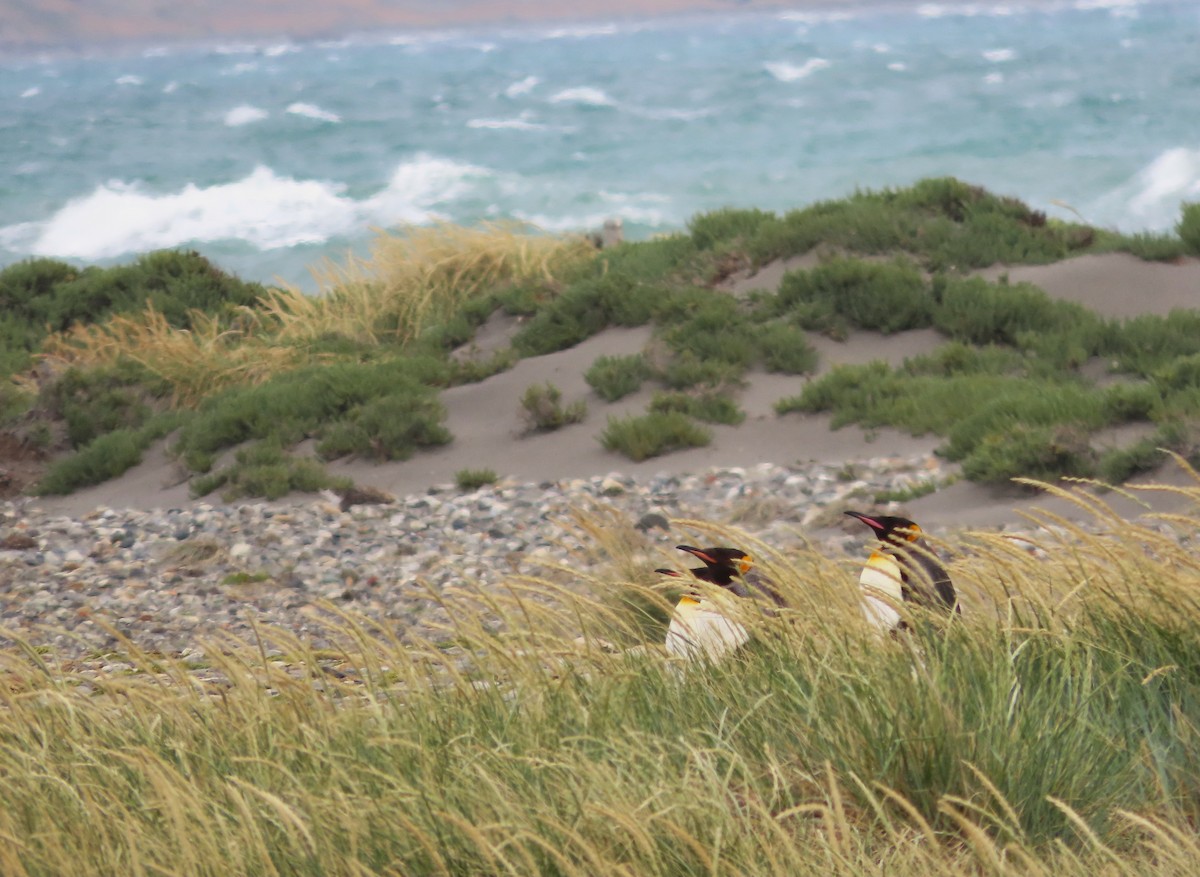 King Penguin - ML635682262
