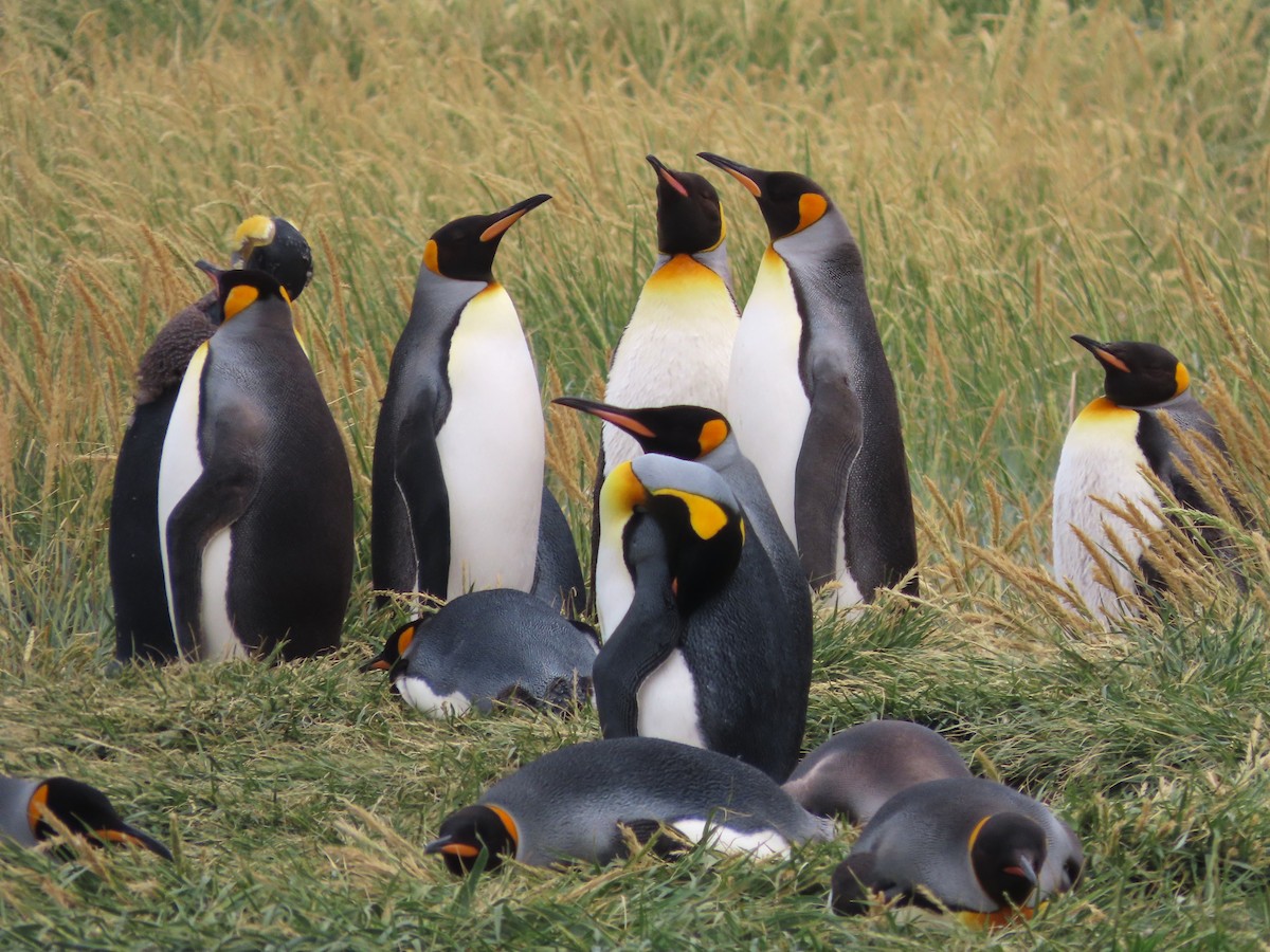 King Penguin - ML635682263
