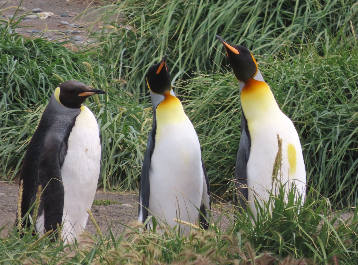 King Penguin - ML635682266