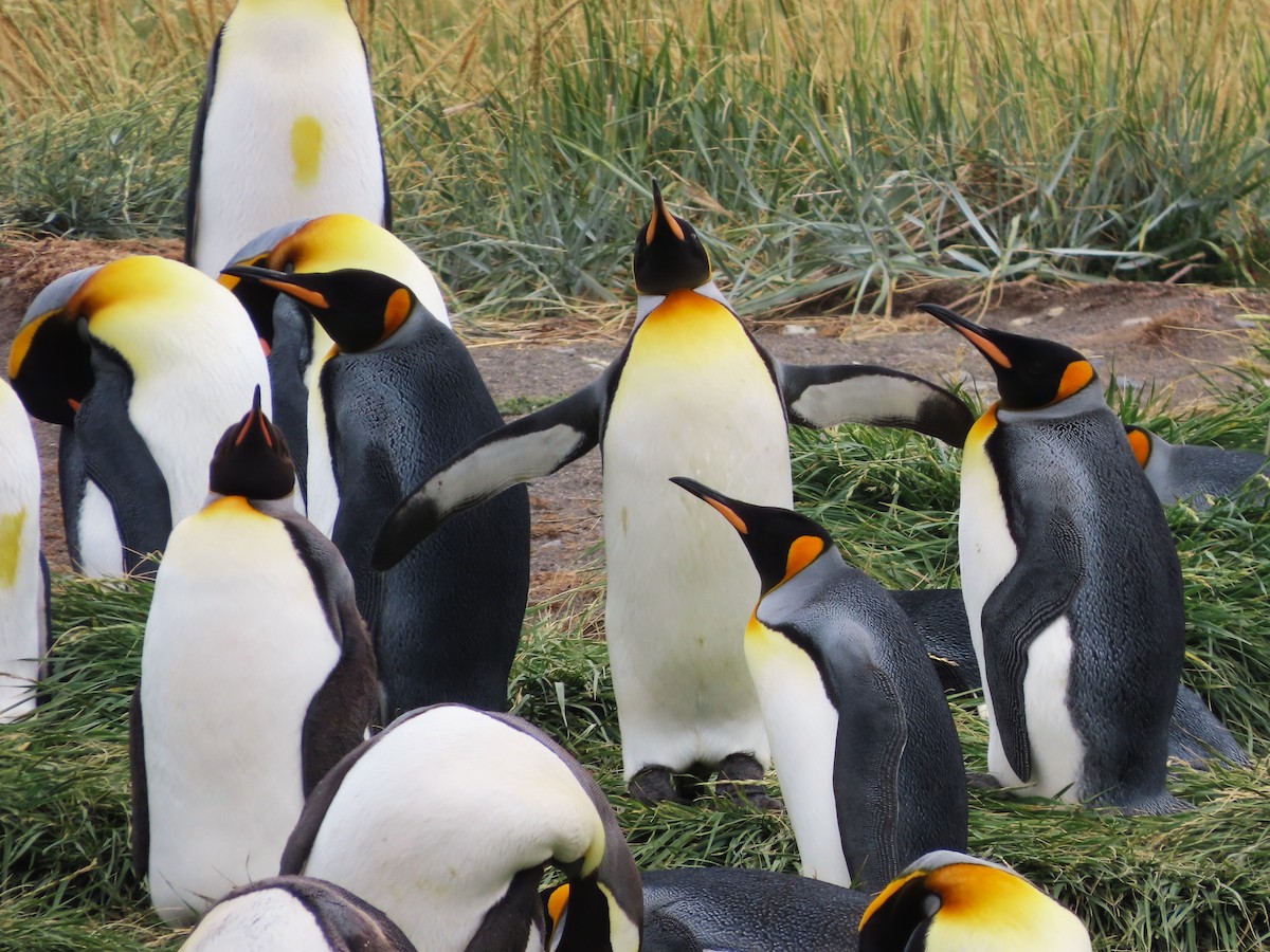 King Penguin - ML635682268