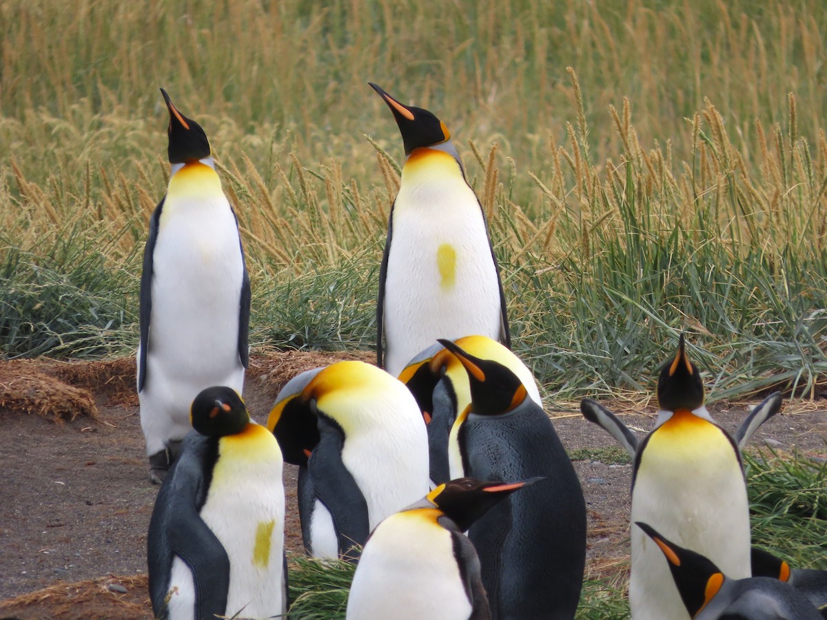 King Penguin - ML635682270