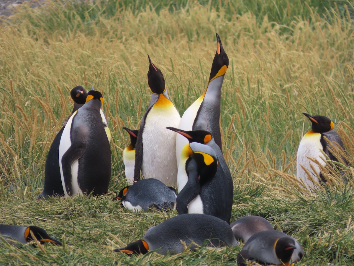 King Penguin - ML635682271