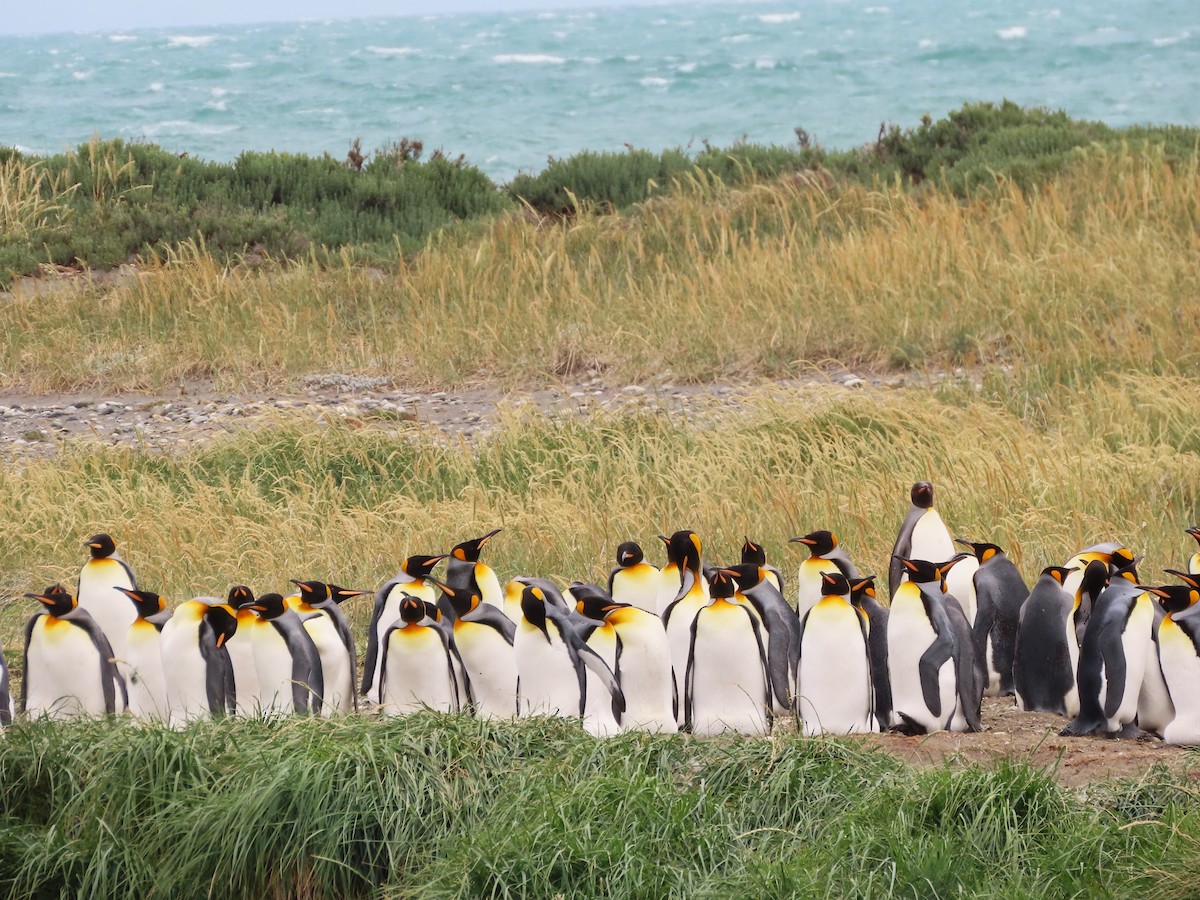 King Penguin - ML635682274