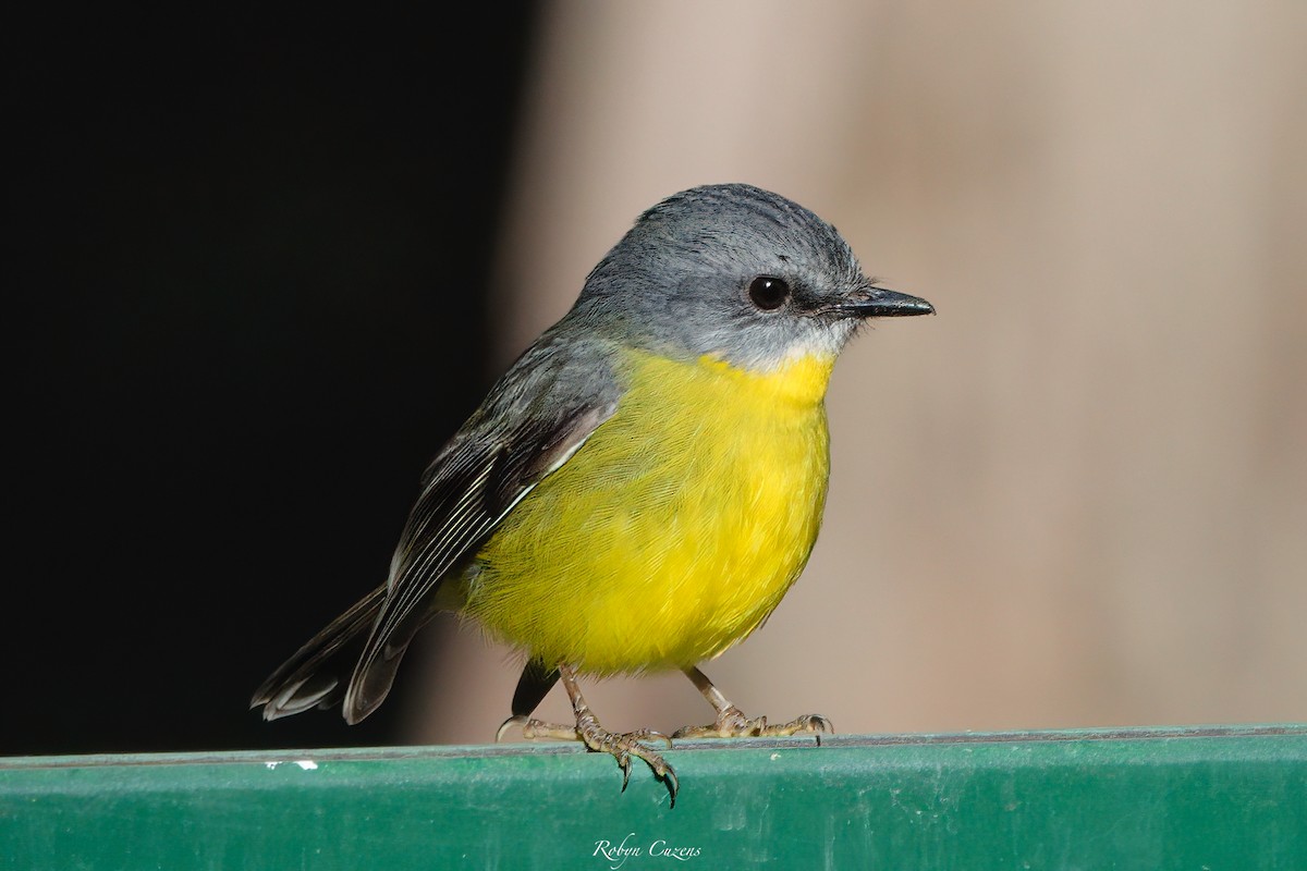 Eastern Yellow Robin - ML635682411