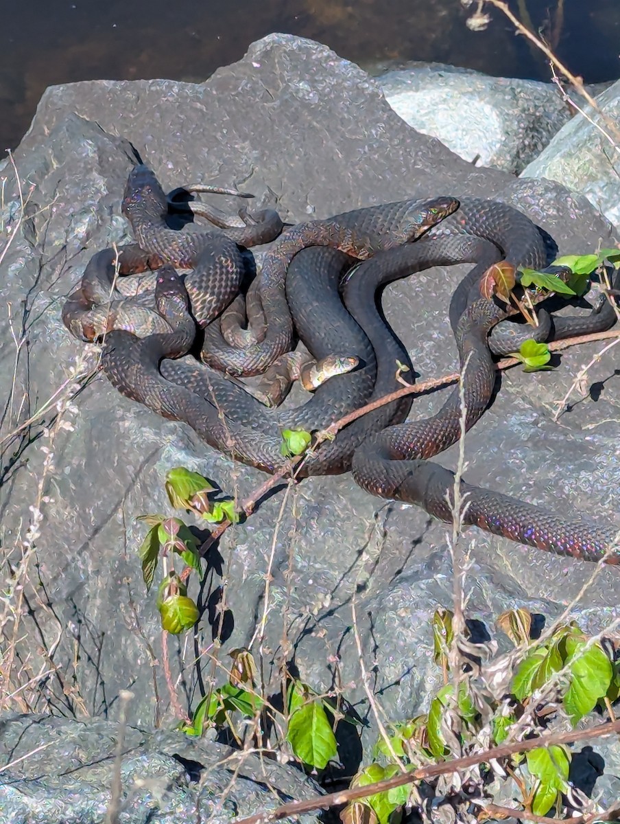 Northern Watersnake - ML635682423
