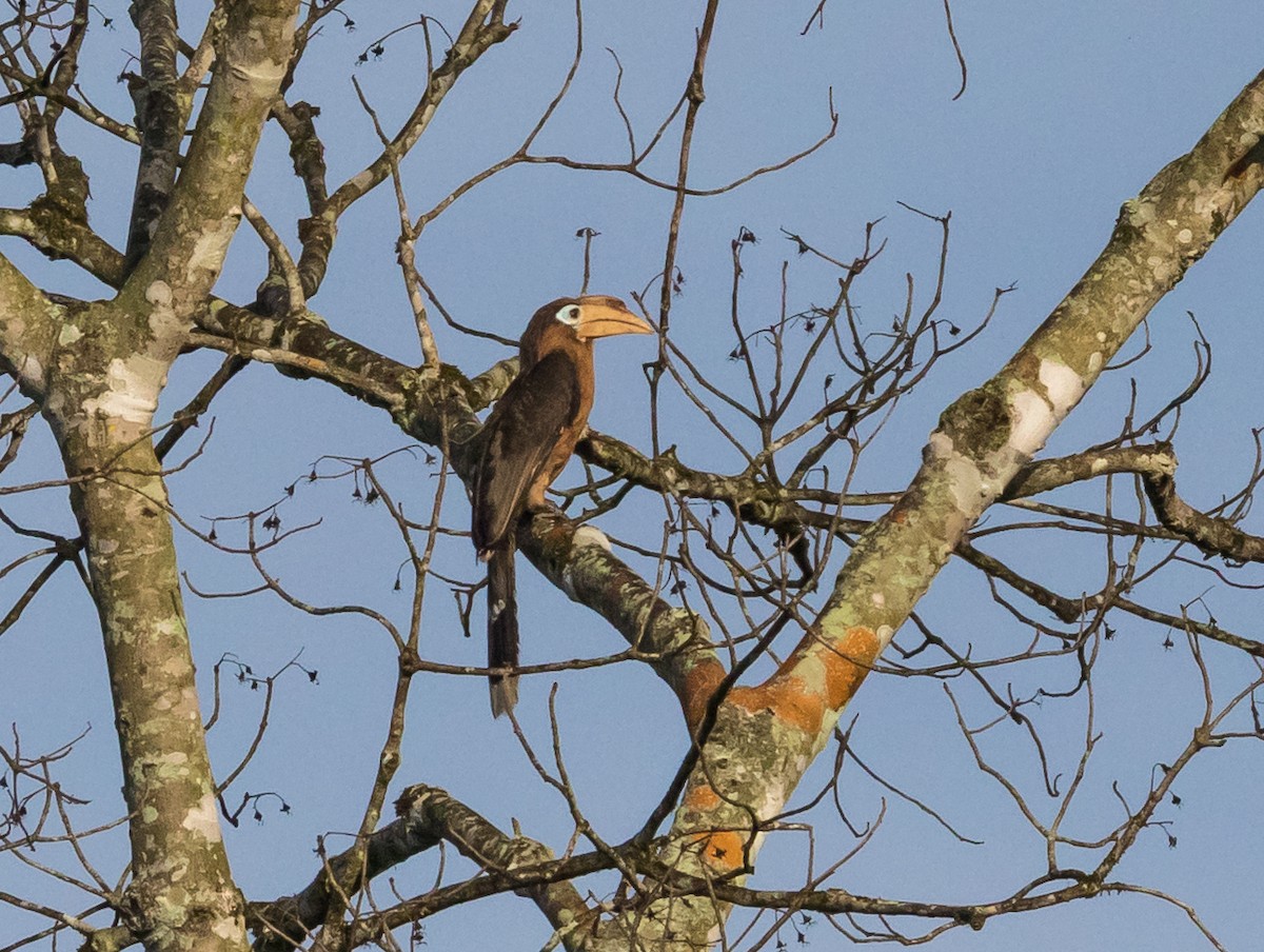 Rusty-cheeked Hornbill - ML635682427