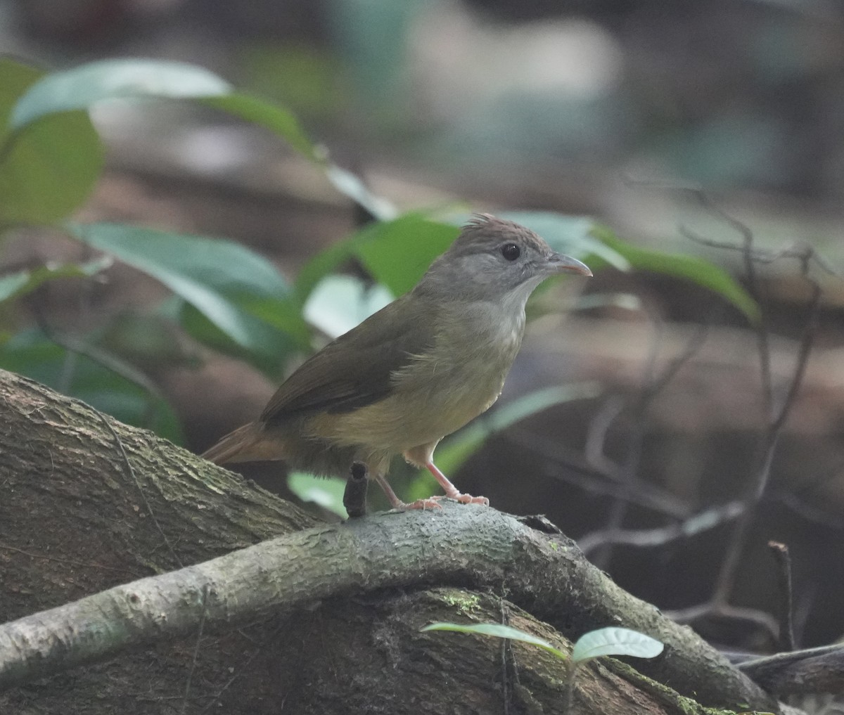 Gray-cheeked Bulbul - ML635682510