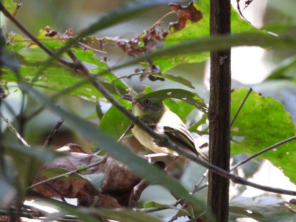 Southern Bentbill - ML635682627