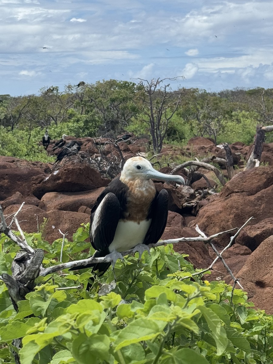 Great Frigatebird - ML635682628