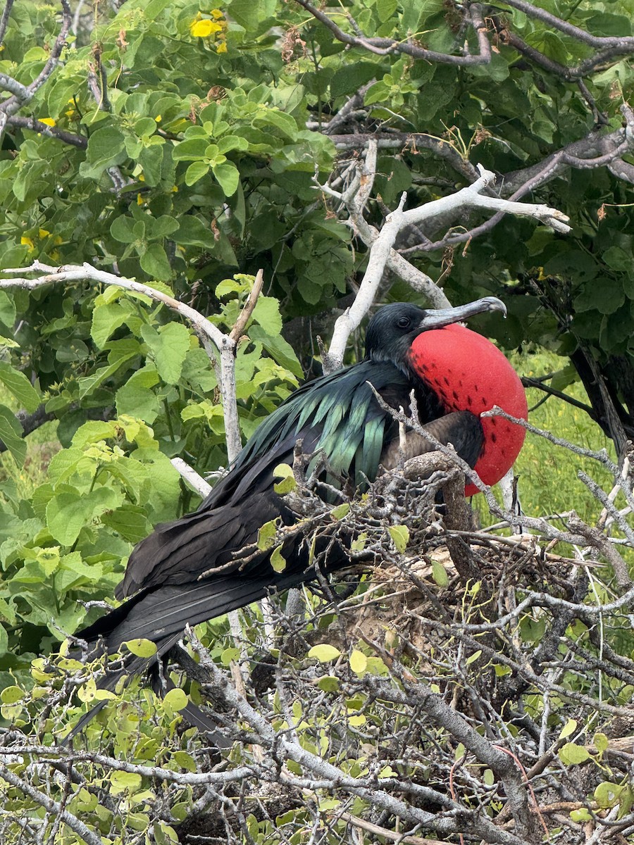 Great Frigatebird - ML635682629