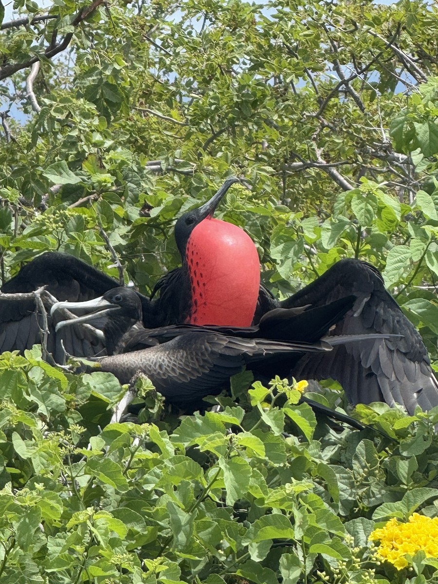 Magnificent Frigatebird - ML635682633