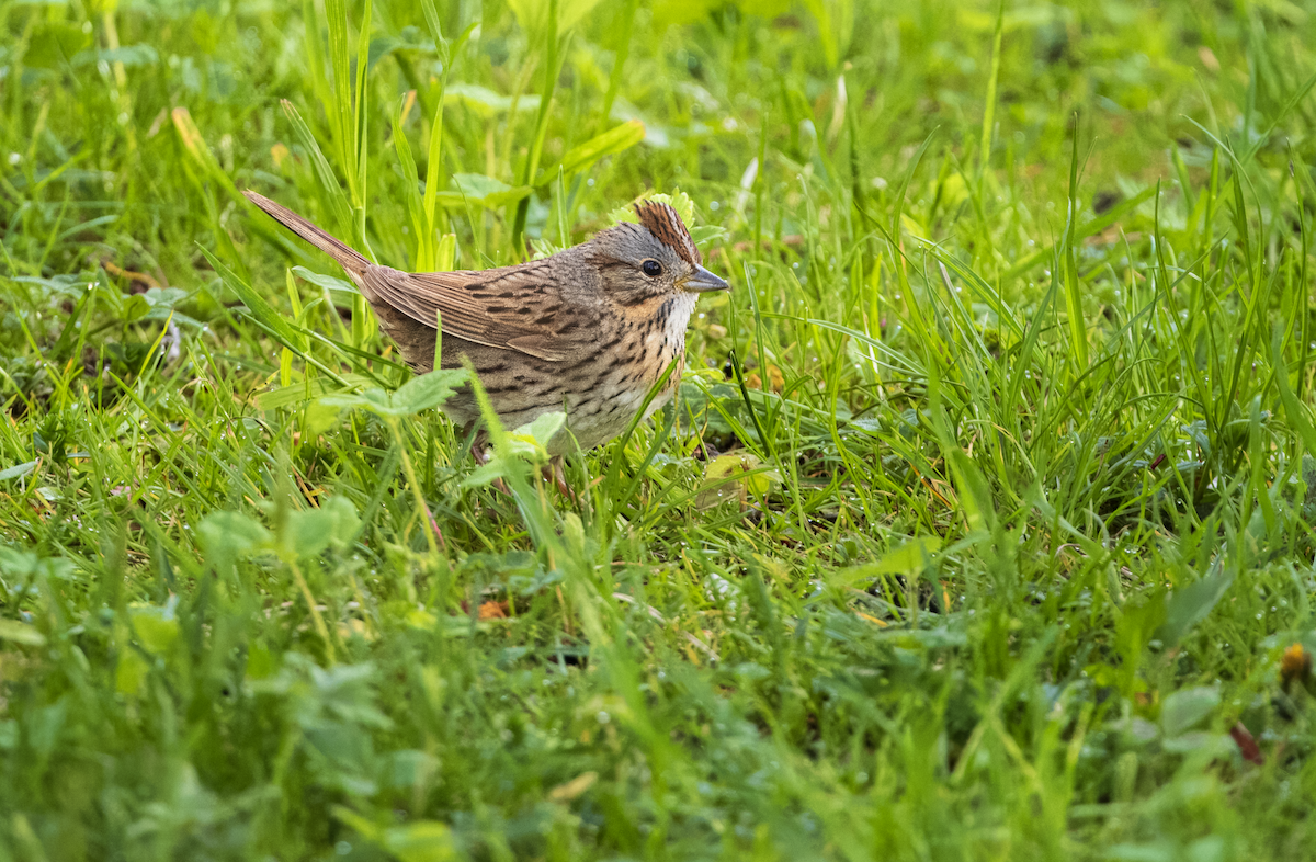 Lincoln's Sparrow - ML635682669