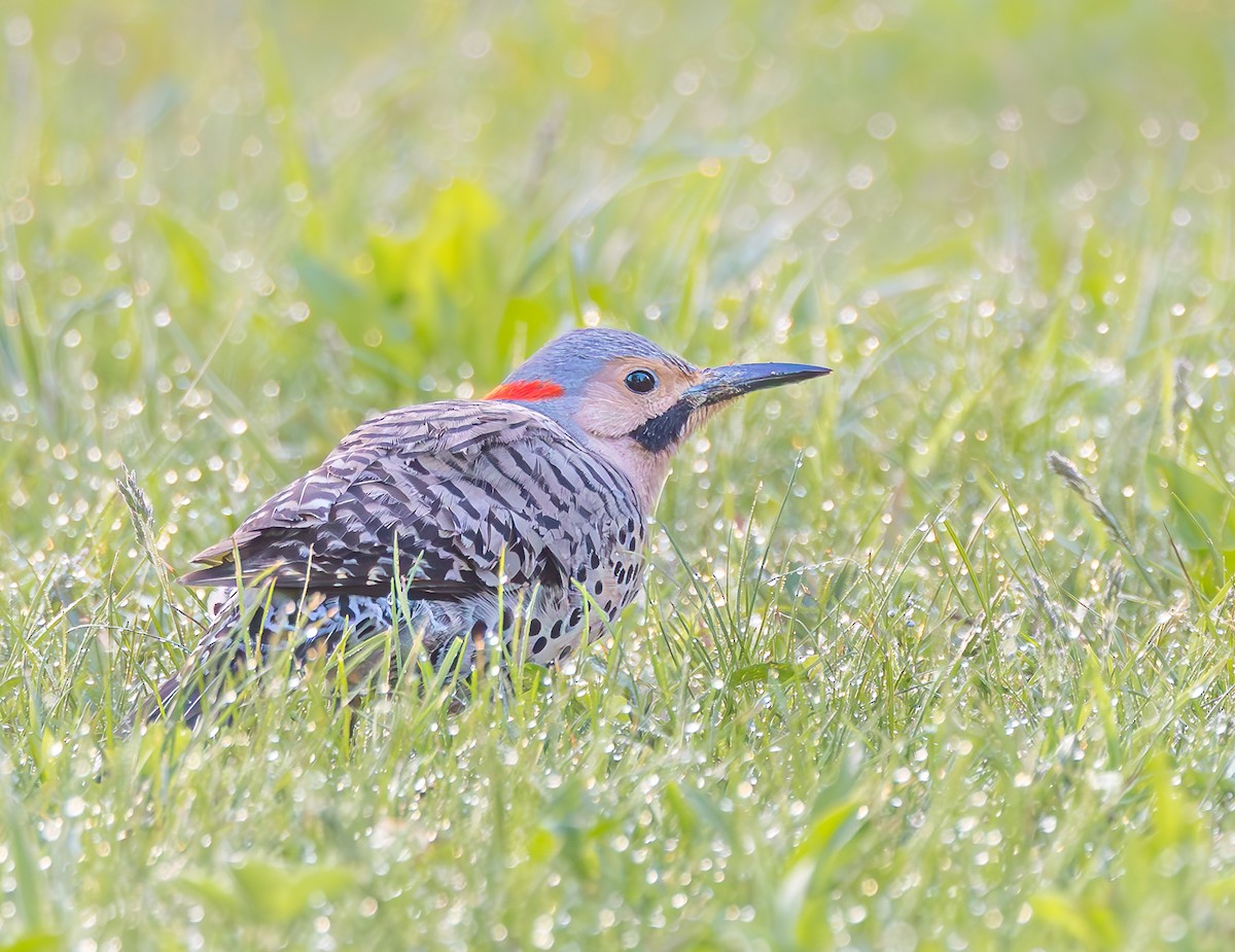 Northern Flicker - ML635682726