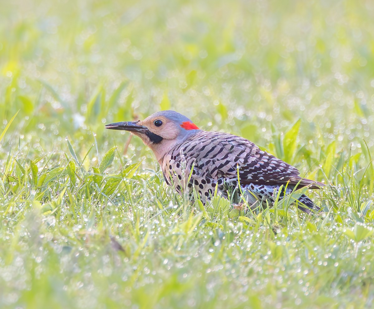 Northern Flicker - ML635682727