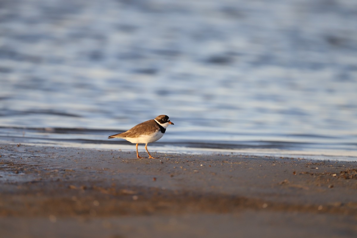 Eskimoregenpfeifer - ML635682754