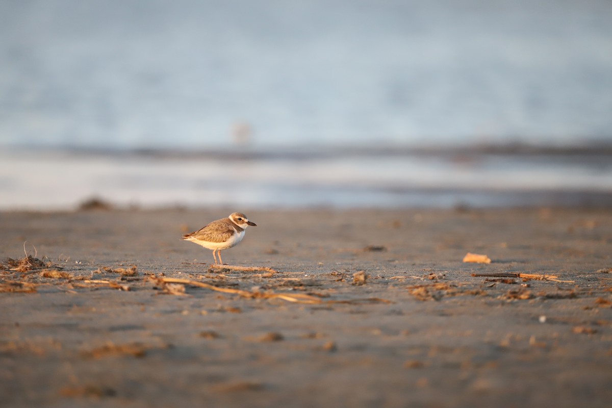 Wilsonregenpfeifer - ML635682757