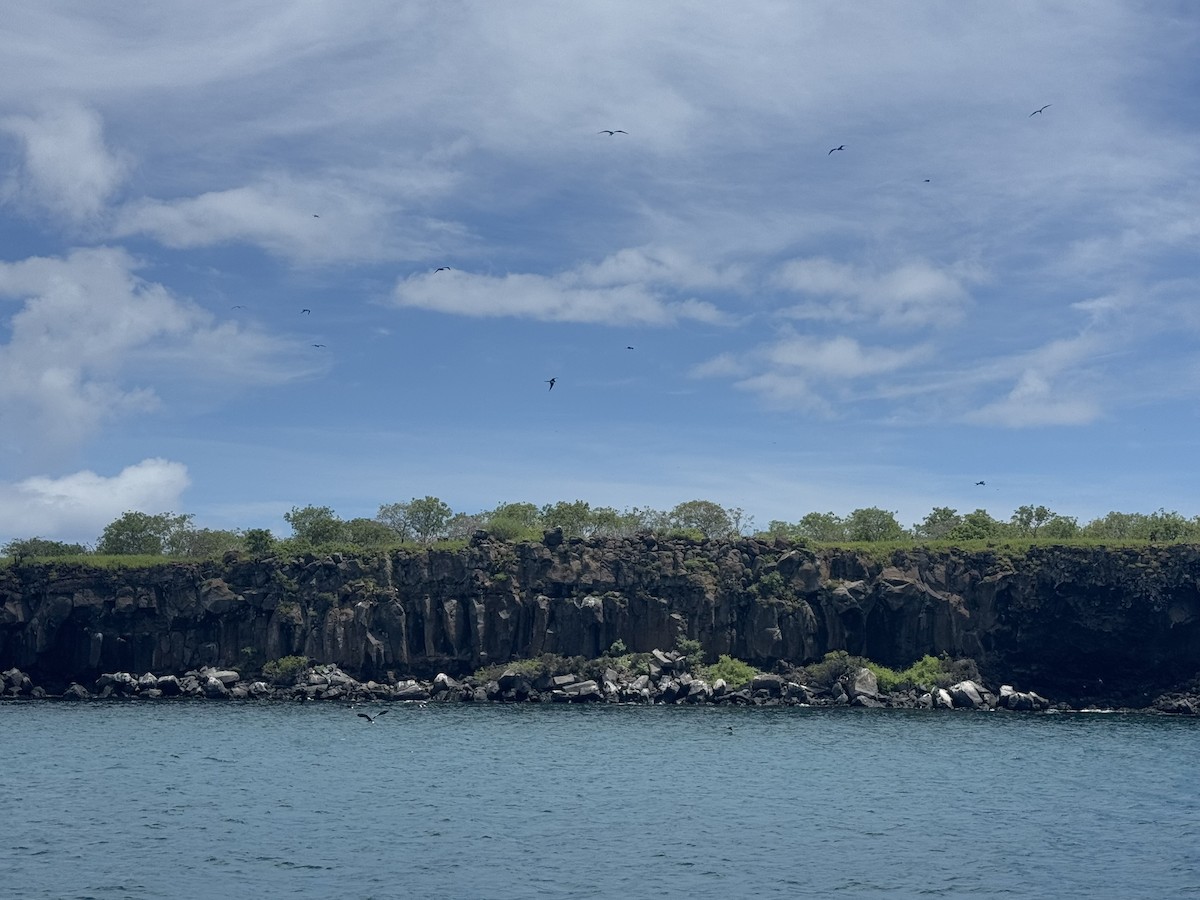 Magnificent Frigatebird - ML635682776