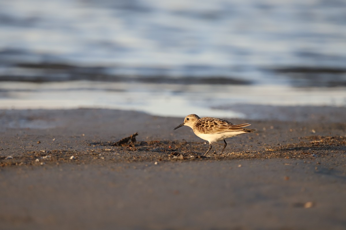 Bairdstrandläufer - ML635682777