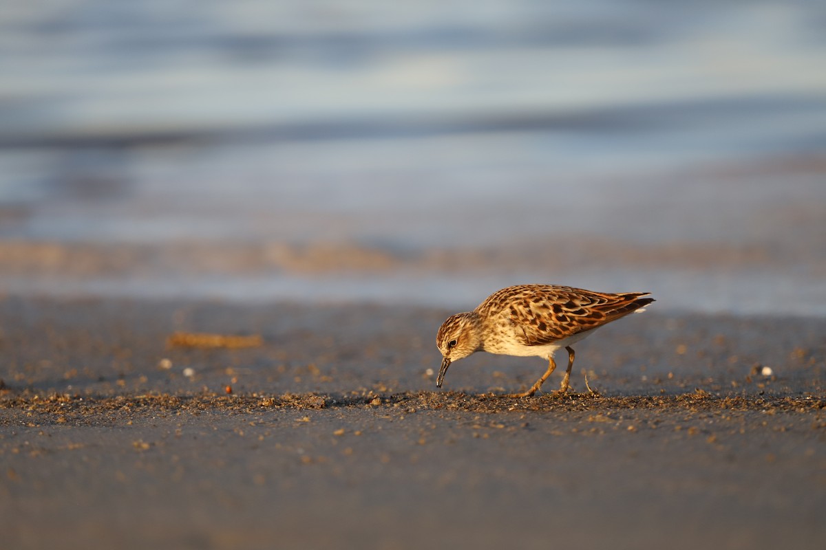 Wiesenstrandläufer - ML635682784