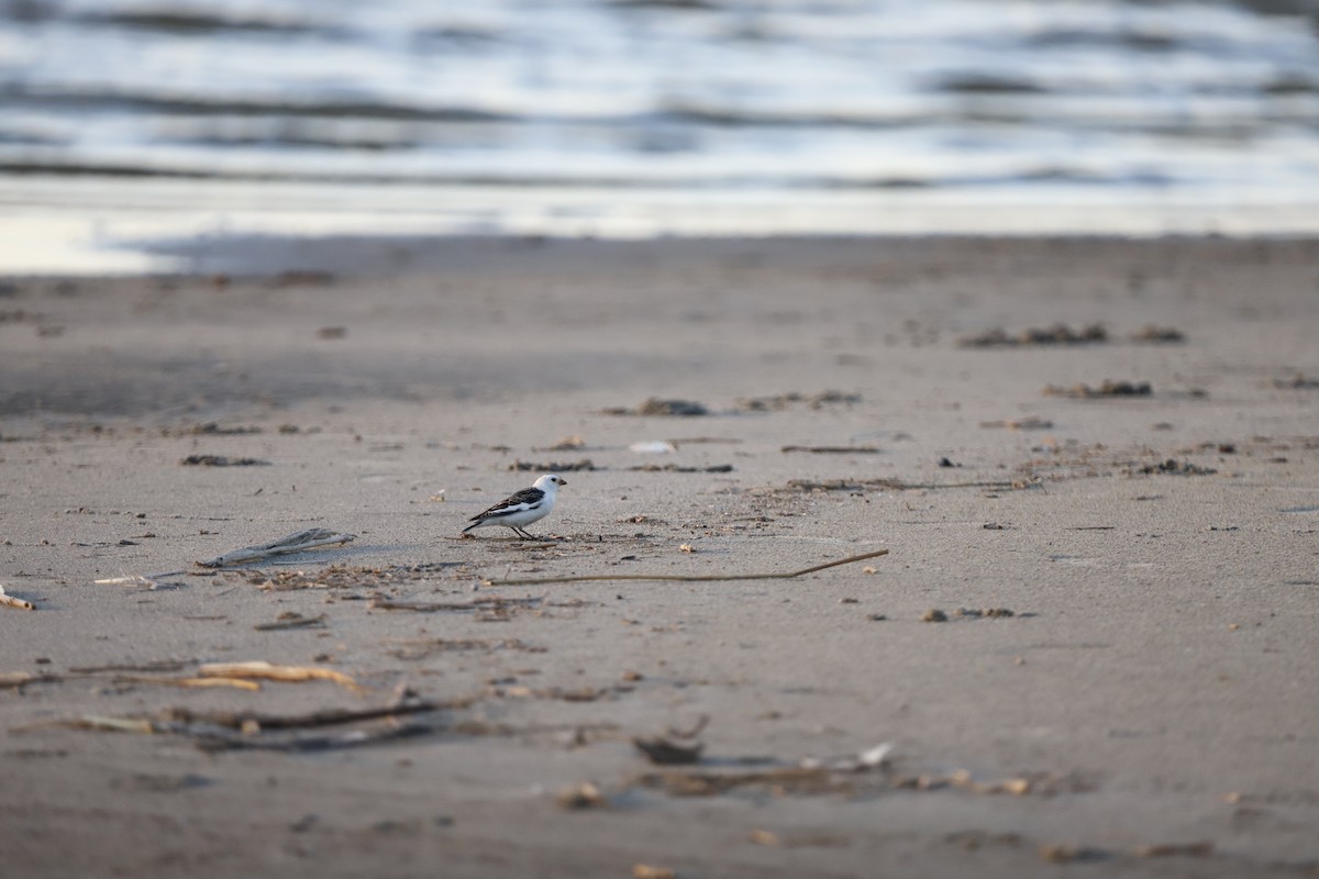 Schneeammer - ML635682829