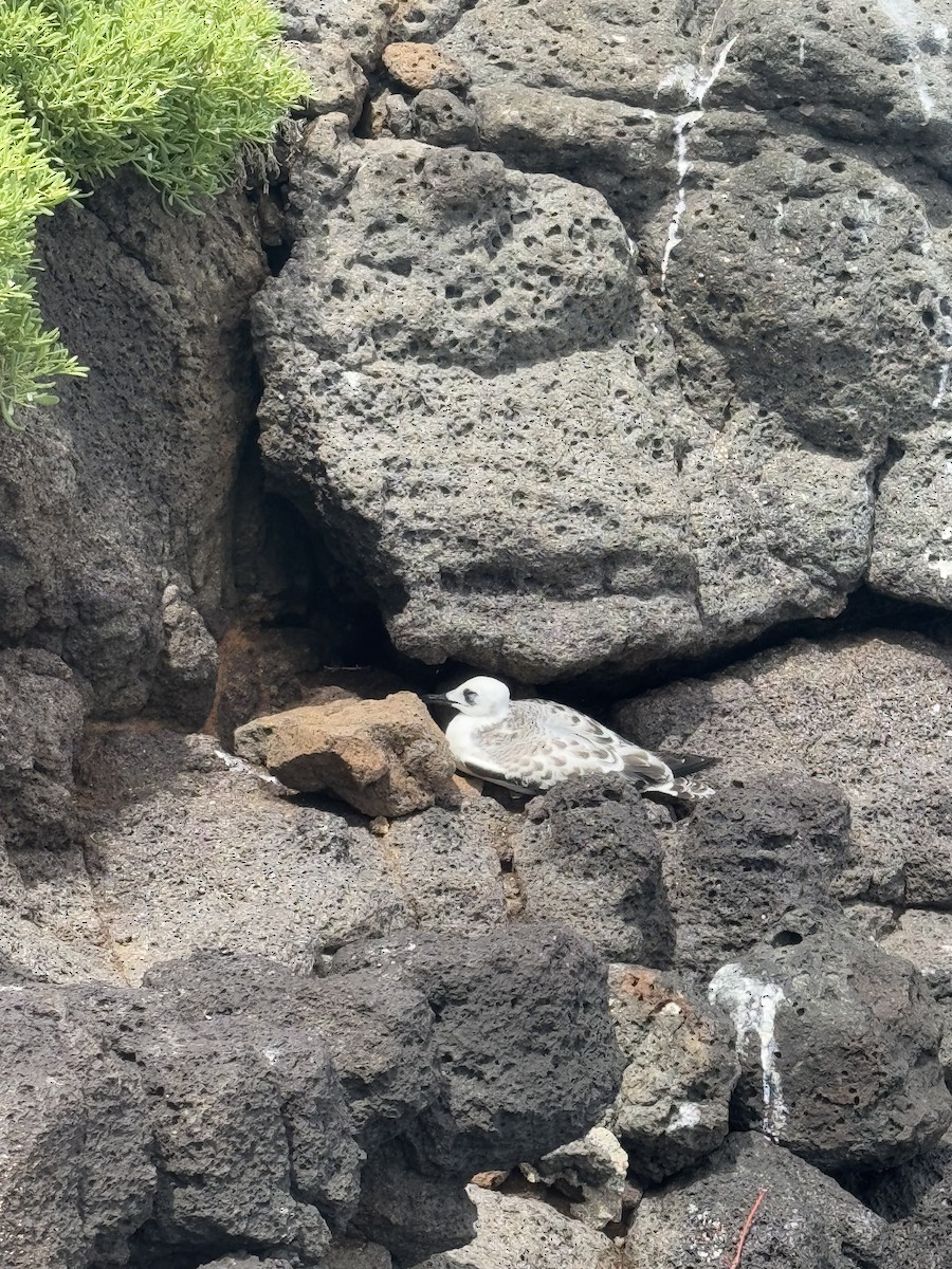 Swallow-tailed Gull - ML635682888