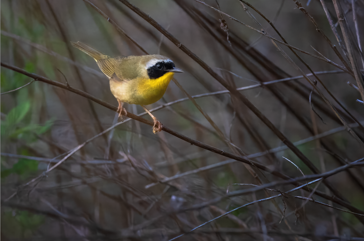 Common Yellowthroat - ML635682891